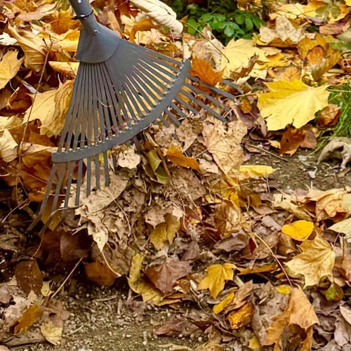Gartentipps f&uuml;r den November