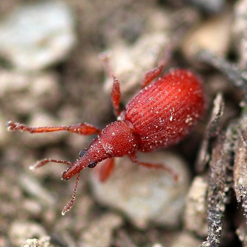 Schädlinge und Krankheiten an Gemüse