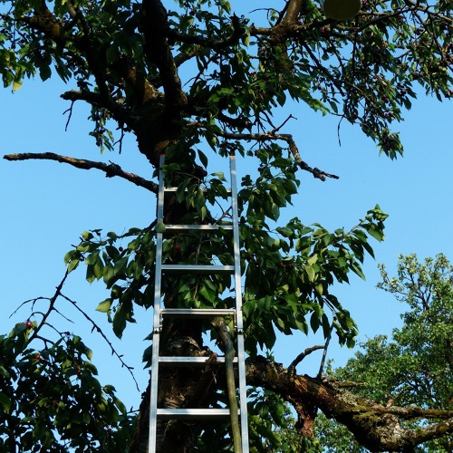 Obstbaumschnitt - vom 21.02.2026 verschoben