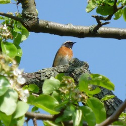 Unser Garten wird ein Vogelparadies