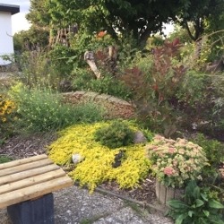 Langer Tag der Stadtnatur (Rondell): Hast de Zwieb'ln uff de Ogen?
